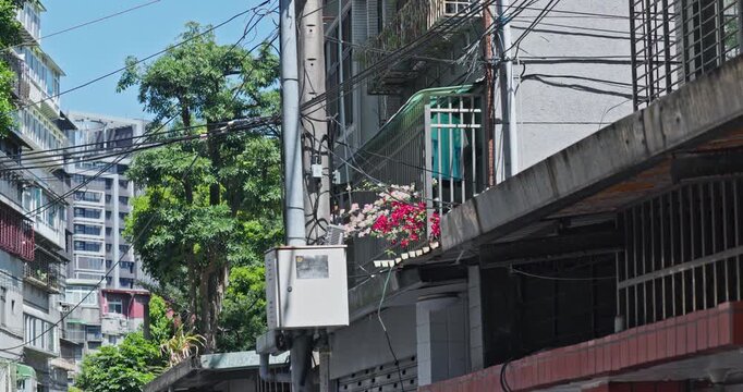 Pink bougainvillea blooming on the balcony of a Yonghe apartment building in Taiwan.