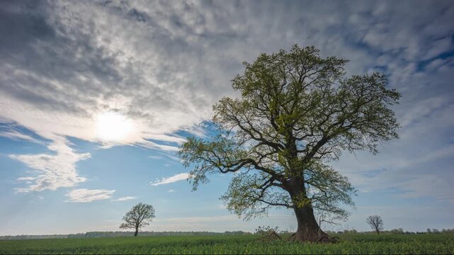 Old Oak tree against the sky, fresh green colors and spring clouds in the sky