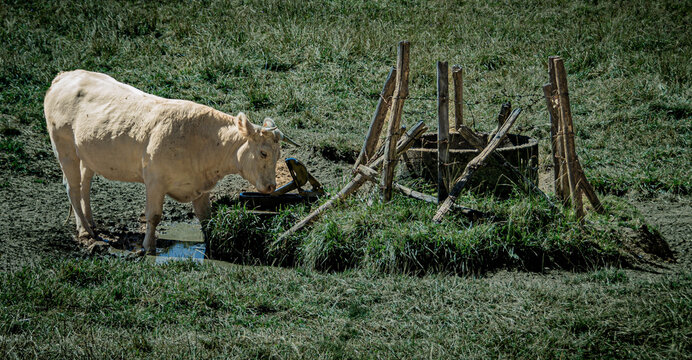 Vache &agrave; l'abreuvoir