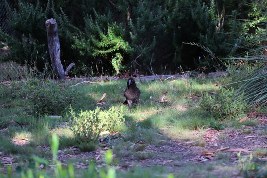 Grey Currawong (Strepera versicolor) on the ground, South Australia