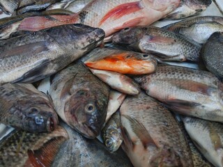 Fototapeta premium fresh catch of pomfret and tilapia
