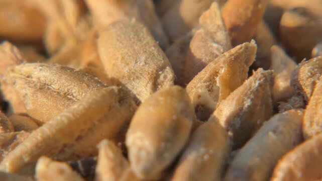 Granary weevils moving inside hollowed wheat seeds in bright sun , super macro , camera pan. Detailed pest behavior. Sunlight. Intricacy and Survival Instinct.