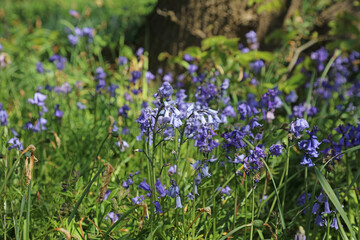 Fototapeta premium Macro image of Bluebells in dappled Spring sunlight, Lincolnshire England 