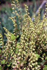 Obraz premium Sunlit Fringe Cups plants, Lincolnshire England 