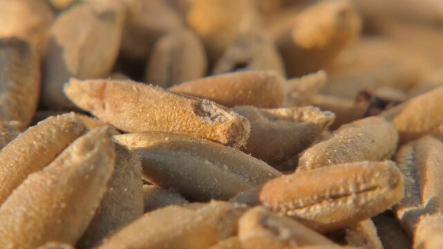 Single granary weevil running across damaged and bitten wheat grains in bright sun , close up. Metaphor for resource depletion. Sunlight. Vulnerability and Impact.