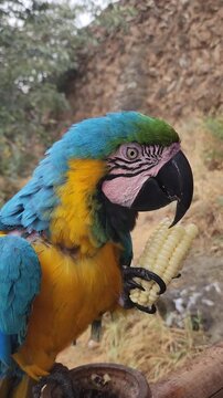 Close up video of blue and yellow macaw parrot holding corn in claw and eating, detailed exotic bird footage highlighting vibrant plumage and natural behavior, perfect for wildlife.