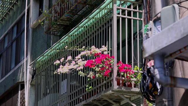 Pink bougainvillea blooming on the balcony of a Yonghe apartment building in Taiwan.