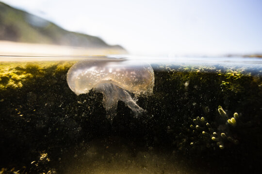 Jellyfish Floating Split Shot Above and Below Water Surface