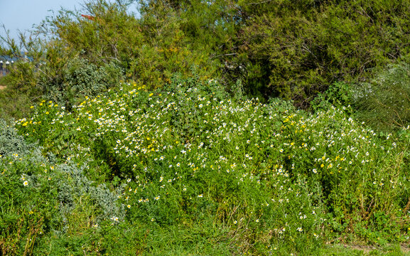 Argyranthemum (margarita, margarita com&uacute;n, margarita de eneldo) es un g&eacute;nero de plantas con flores perteneciente a la familia Asteraceae