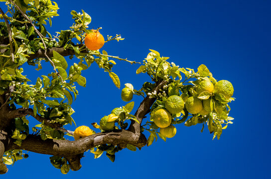 La naranja amarga, naranja de Sevilla o naranja de mermelada es un &aacute;rbol c&iacute;trico (Citrus &times; aurantium) y su fruto