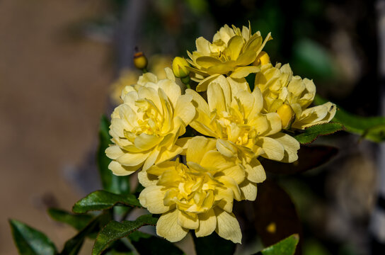 La rosa Lady Banks es un arbusto grande, extendido y rastrero de la familia de las ros&aacute;ceas (Rosaceae)