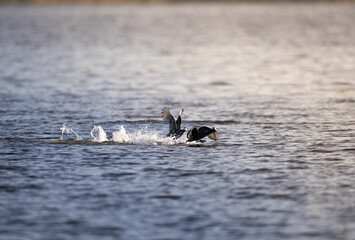 Obraz premium Red-Knobbed Coot Pair in Courtship Display on Water