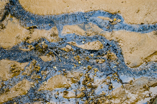 El vuelvepiedras rojizo (Arenaria interpres) es un peque&ntilde;o p&aacute;jaro zancudo cosmopolita, una de las dos especies de vuelvepiedras del g&eacute;nero Arenaria