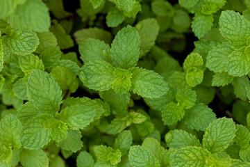 Close-Up of Fresh Mint Leaf Tips Growing on Plant with Vibrant Green Color and Healthy Texture © Latthaphon