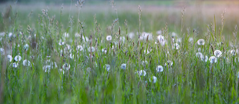 backlit dandelion puffballs at sunset in the netherlands