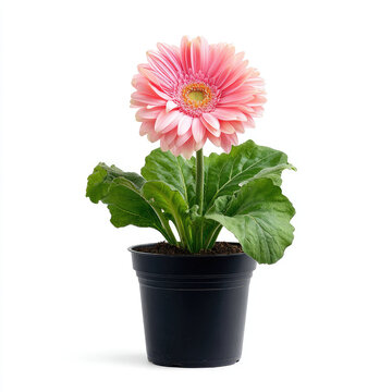 Pink gerbera flower with green leaves in black pot isolated