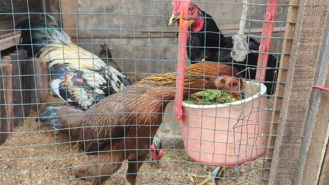 Several chickens stand inside a wire cage while eating from a hanging feeder, showing a simple backyard poultry farm setting with natural daylight.