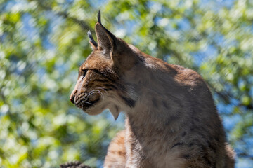 Lynx © Photography-RB
