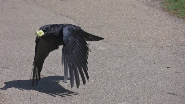 Carrion Crow (Corvus corone) taking off with a large apple core in its beak. May, Kent, UK [Slow motion x10]