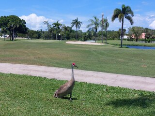 Fototapeta premium A crane on the golf course