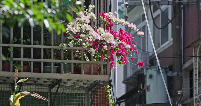 Pink bougainvillea blooming on the balcony of a Yonghe apartment building in Taiwan.