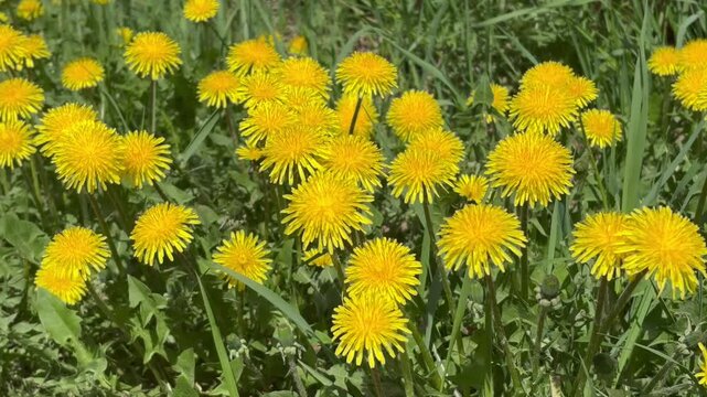 Beautiful bright yellow dandelions flowers on green meadow on sunny, windy spring day. Close-u