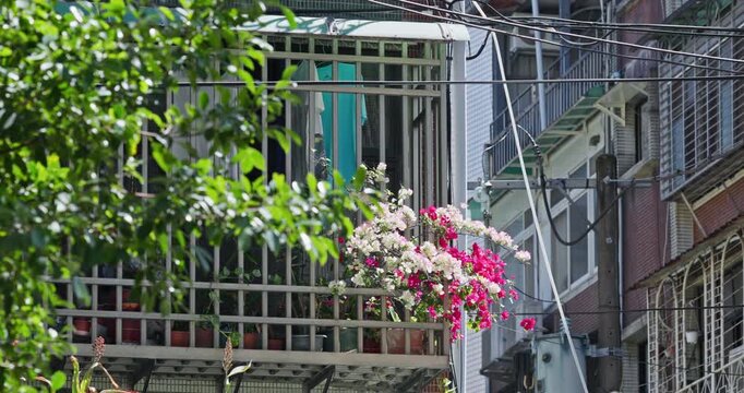 Pink bougainvillea blooming on the balcony of a Yonghe apartment building in Taiwan.