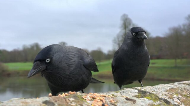 Jackdaws (Corvus monedula) fighting over seeds left on a stone wall. May, Kent, UK [Slow motion x5]