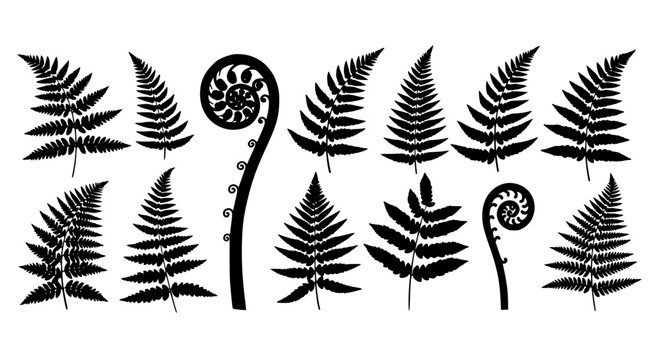 Collection of black fern leaf silhouettes and fiddlehead fronds isolated on a white background