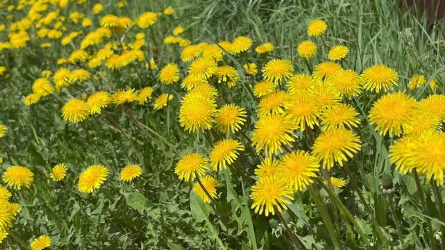 Beautiful bright yellow dandelions flowers on green meadow on sunny, windy spring day. Close-u