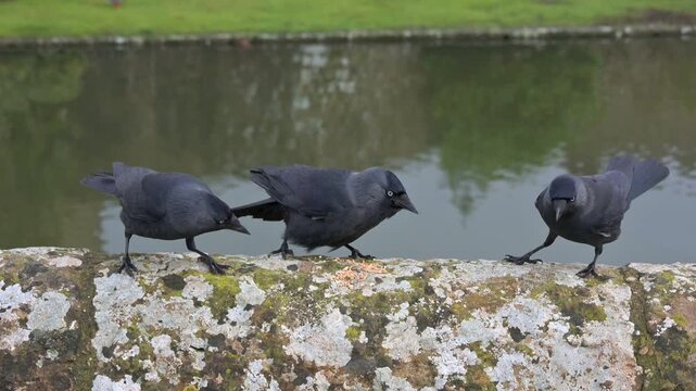 Jackdaws (Corvus monedula) fighting over seeds left on a stone wall. May, Kent, UK [Slow motion x5]