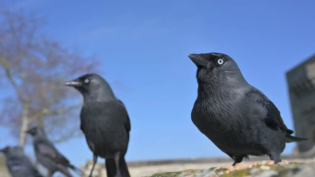 Jackdaws (Corvus monedula) queuing up for seeds left on a stone wall. May, Kent, UK [Slow motion x5]