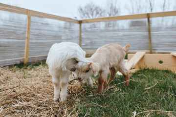 Fototapeta premium Two young goats gently touch heads in a fenced outdoor pen with grass and straw, creating a tender and playful moment in a natural lifestyle setting.
