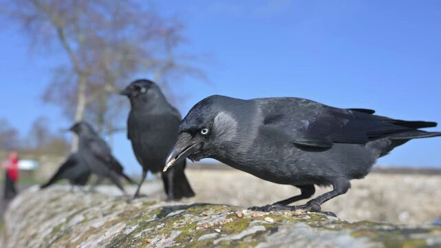 Jackdaws (Corvus monedula) waiting in line for seeds left on a stone wall - with one jumping the queue. May, Kent, UK [Slow motion x5]