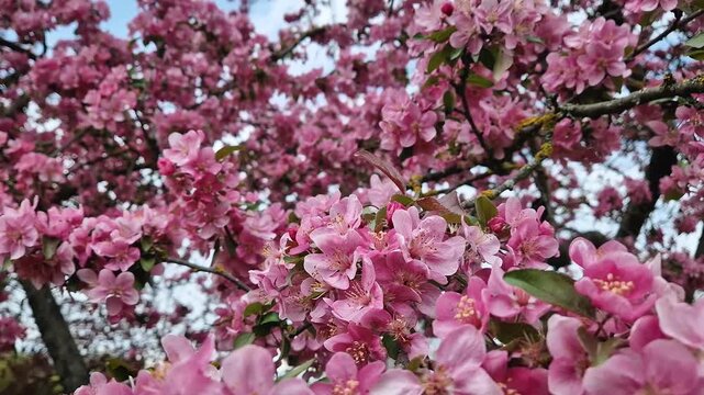 Vibrant pink crabapple tree in full spring bloom. Clusters of deep rose-colored blossoms cover the branches, swaying gently against a clear blue sky. Dense Malus floral canopy, vernal season renewal