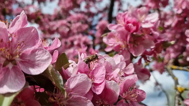 Closeup honeybee diligently gathers nectar from crabapple pink blossoms on a sunlit spring day. Diligent bee pollination process in a serene garden in full, romantic bloom