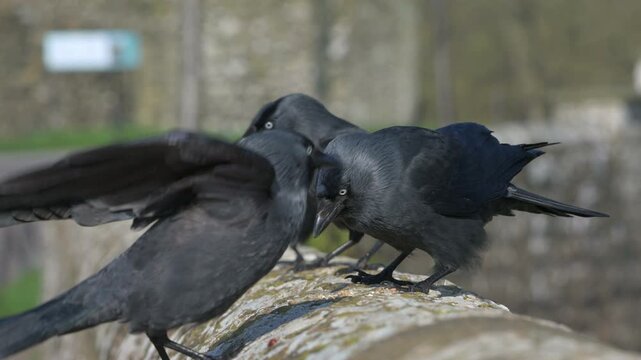Jackdaws (Corvus monedula) fighting over seeds left on a stone wall. May, Kent, UK [Slow motion x5]