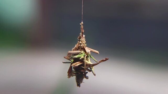 Bagworm moth larva (family Psychidae) hanging from plant surface while preparing to become pupa in a tropical natural habitat.