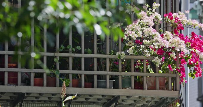 Pink bougainvillea blooming on the balcony of a Yonghe apartment building in Taiwan.