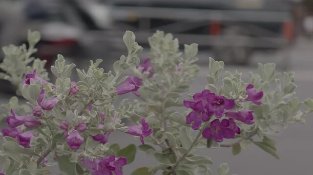 Texas Sage flowers (Leucophyllum frutescens) in close-up with blurred city traffic background