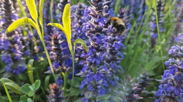 A fuzzy bumblebee busily pollinates vibrant purple bugleweed flowers in a sunlit meadow. Golden hour light illuminating the closeup bee and the lush, spiked blooms of blue Ajuga genevensis 