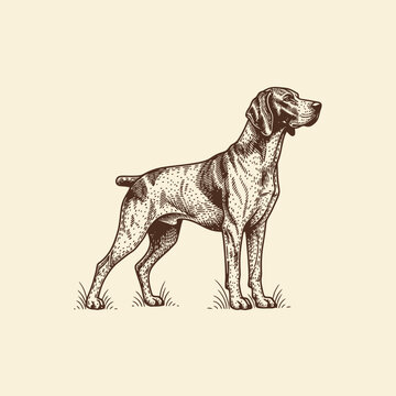German Shorthaired Pointer dog standing in profile, vintage style illustration.