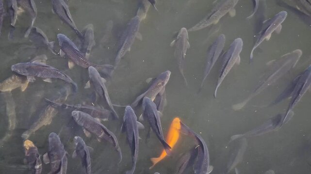 A large school of dark grey carp swims gracefully in murky pond water. Amidst the crowd, a single vibrant orange koi fish stands out, creating a striking visual contrast. Top-down motion view