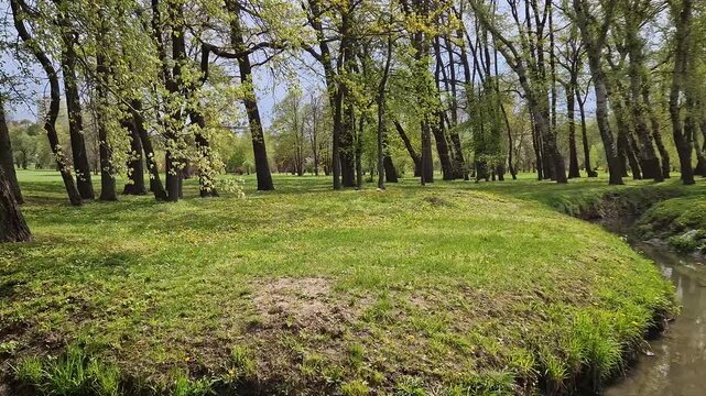 A narrow stream winds through a lush, green park in early spring. Tall trees with fresh budding leaves cast soft shadows over the grassy banks, where tiny yellow wildflowers begin to bloom