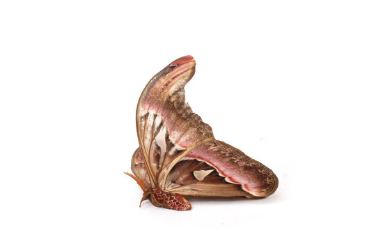 Giant Atlas Moth (Attacus atlas) Isolated on White Background