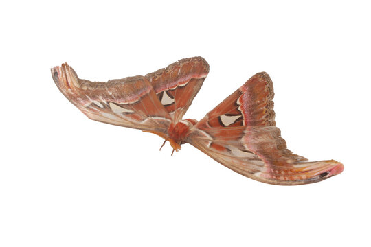 Giant Atlas Moth (Attacus atlas) Isolated on White Background
