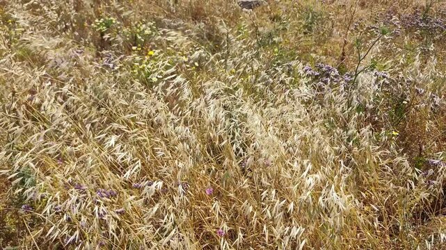 View of golden wild oats (Avena fatua) gently swaying in the breeze, with purple wavyleaf sea lavender (Limonium sinuatum) adding a vivid splash of color to the landscape of Delos Island, Greece.