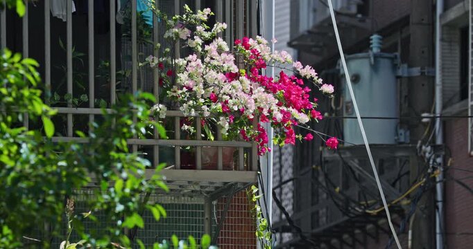 Pink bougainvillea blooming on the balcony of a Yonghe apartment building in Taiwan.