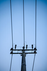 Obraz premium Power Lines And Utility Pole Against Clear Blue Sky Minimalist Electrical Infrastructure