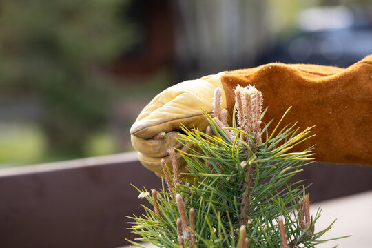 Close-up of a gardener pruning pine by hand, removing young shoots to shape the crown and increase density, gloved hands, evergreen needles, outdoor garden setting.